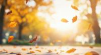Aktuelle Prognosen versprechen mildes November-Wetter in Deutschland. (Symbolbild)