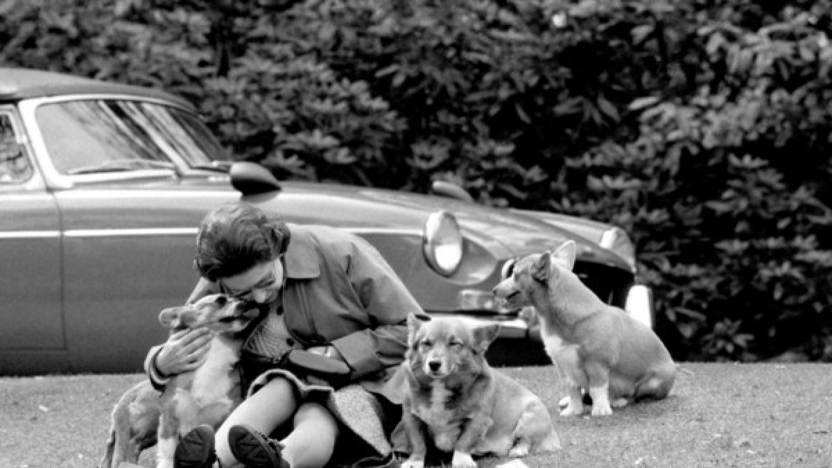 Ihr Leidenschaft f&uuml;r Hunde hat die Queen auch heute noch. (Foto)