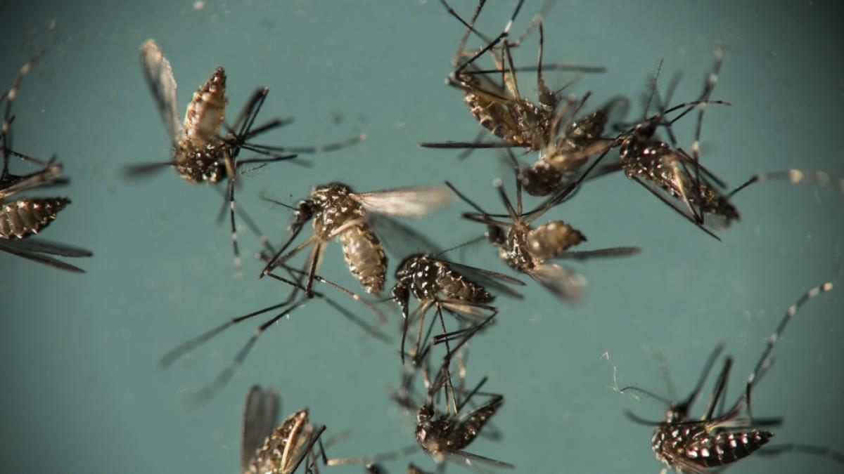 M&uuml;cken k&ouml;nnen den Zika-Virus &uuml;bertragen. (Foto)