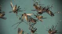 Mücken können den Zika-Virus übertragen.