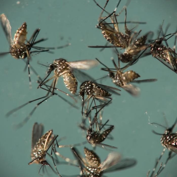 Forscher warnen: Zika-Virus nur eine Mutation von Mega-Ausbruch entfernt!