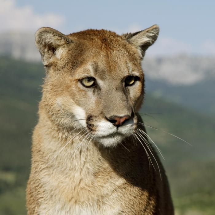 Familienausflug wird zum Horrortrip - Puma attackiert Kind (4)
