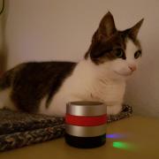 Katze Holly hat RelaxoPet aus 