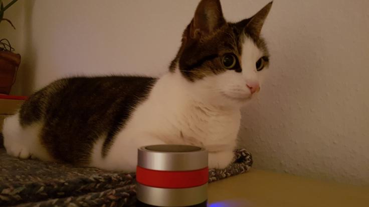 Katze Holly hat RelaxoPet aus