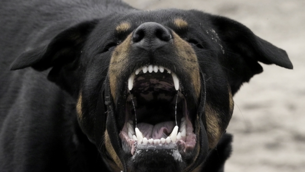 In Russland wurde ein Junge (4) von einem Rudel Hunde zerfleischt. (Foto)