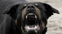 In Russland wurde ein Junge (4) von einem Rudel Hunde zerfleischt.