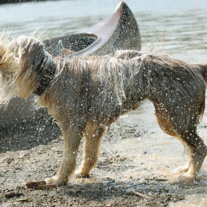 Hundstage bringen Hitzewelle! SO heiß wird es jetzt in Deutschland