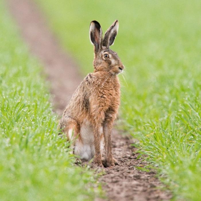 9 bizarre Fakten rund um den Osterhasen