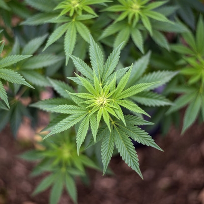 Drogen auf Rezept! Hier gibt's Cannabis völlig legal