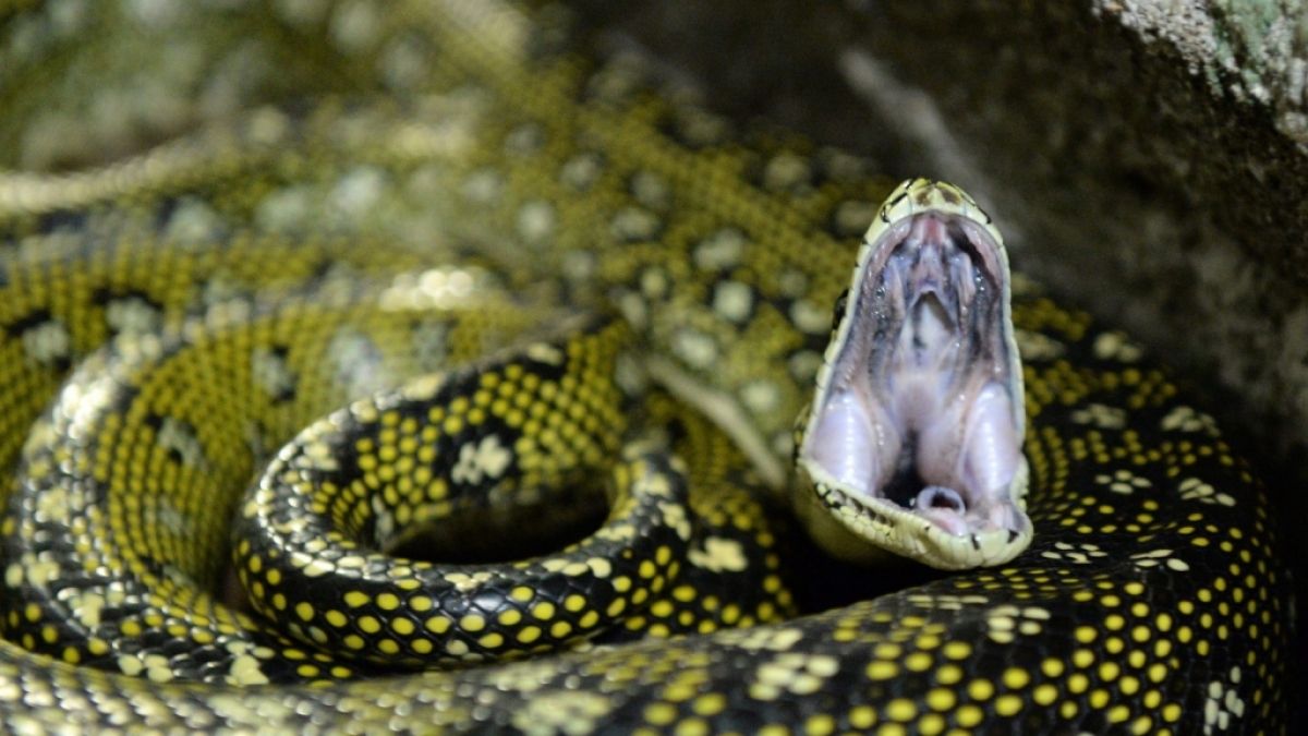Ein Python wurde mit ungew&ouml;hnlichen Mitteln vom Verzehr eines Jungen abgehalten. (Symbolbild) (Foto)