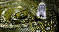 Ein Python wurde mit ungewöhnlichen Mitteln vom Verzehr eines Jungen abgehalten. (Symbolbild)