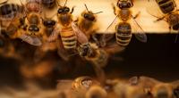 Der leichtsinnige Kontakt mit einem aggressiven Bienenschwarm kostete einen Mann in Südafrika das Leben (Symbolfoto).