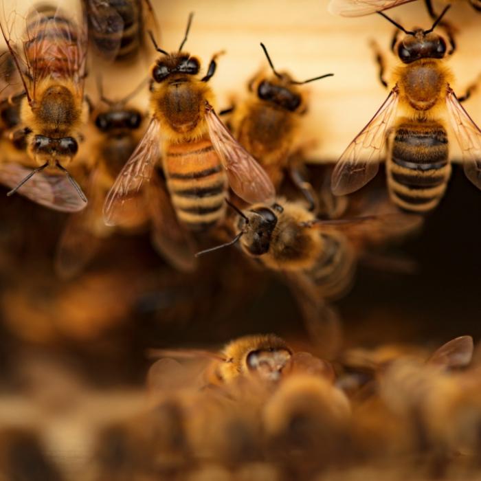 Aggressiver Bienenschwarm sticht Mann zu Tode