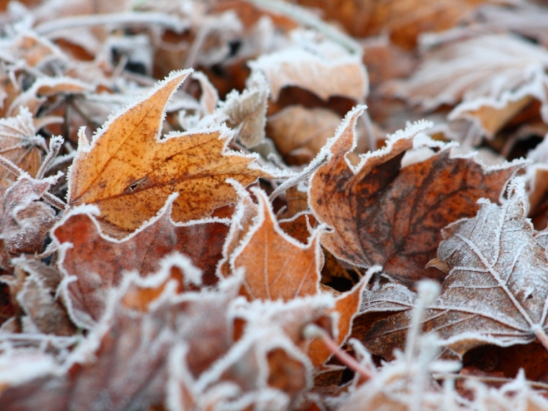 Minus 10 Grad im November?: Wettermodell prophezeit Kälte-Klatsche für Deutschland