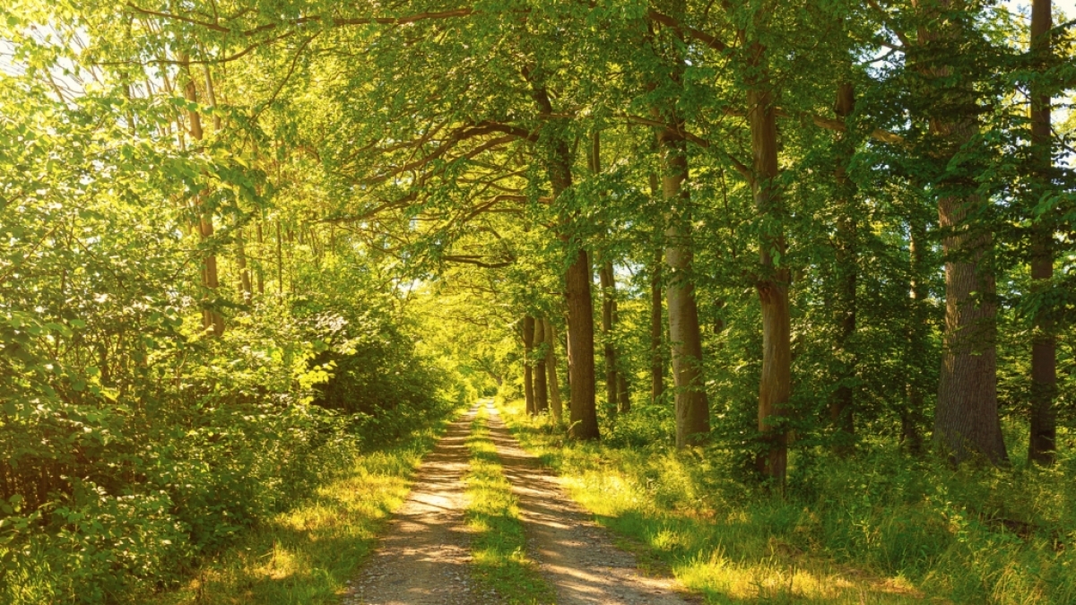 Der T&auml;ter zerrte die junge Frau von ihrem Fahrrad in ein Waldst&uuml;ck. (Symbolbild) (Foto)