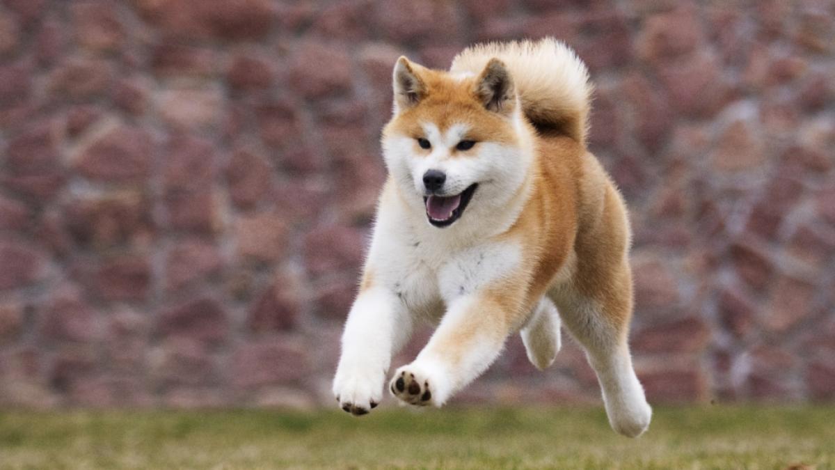 Ein Hund der Rasse "Japanischer Akita" hat einer Rentnerin in England bei einer blutigen Attacke die Gliedma&szlig;en herausgerissen. (Foto)