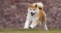 Ein Hund der Rasse 