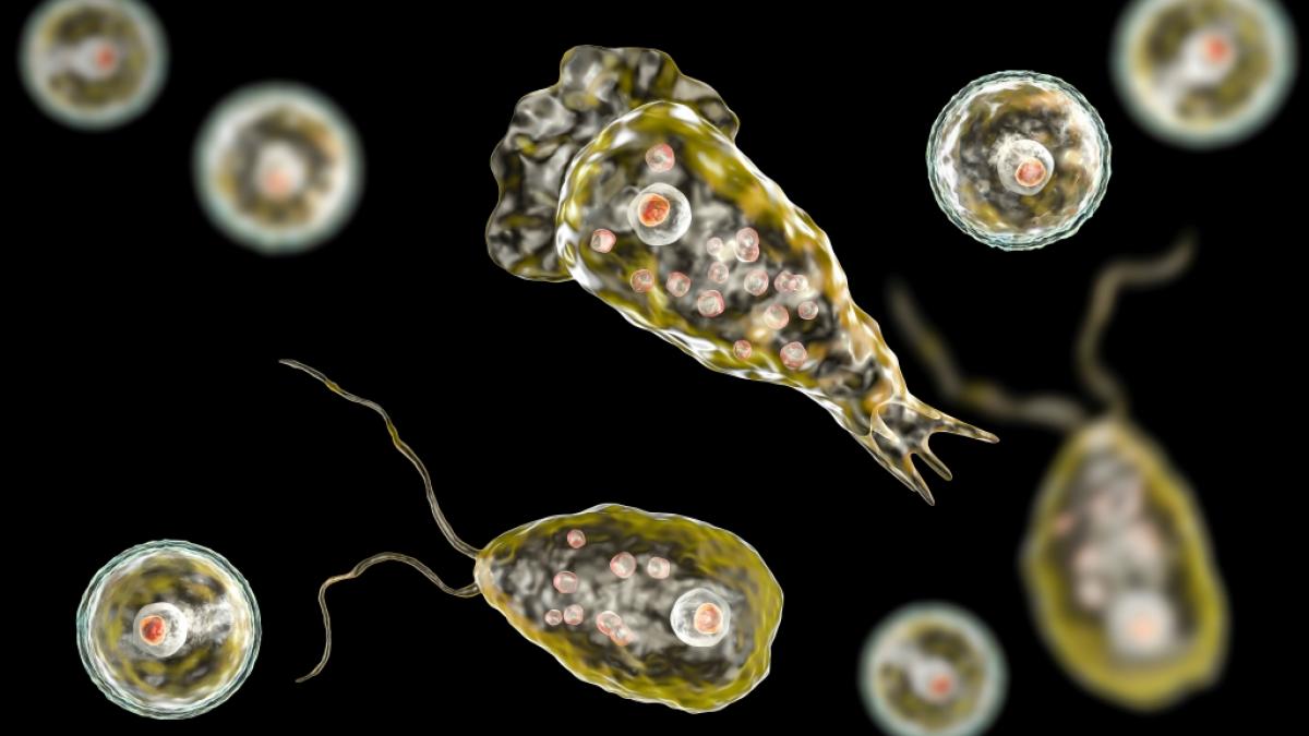 Breitet sich die hirnfressende Am&ouml;be Naegleria fowleri bald auch in Deutschland aus? (Foto)