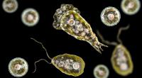 Breitet sich die hirnfressende Amöbe Naegleria fowleri bald auch in Deutschland aus?