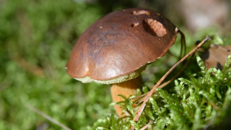 Pilze wie Maronenröhrlinge haben im Herbst wieder Hochsaison. Richtig geerntet werden sie mit einem scharfen Messer.