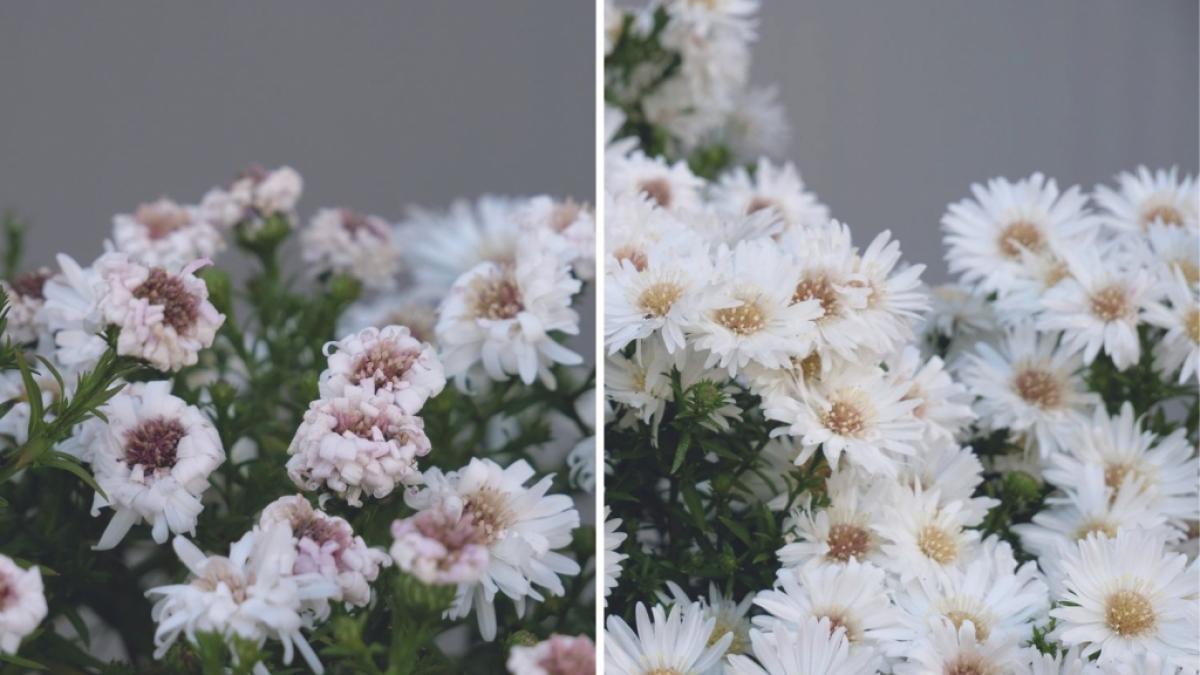 Links: Ohne Lucky Plant / Rechts: Mit Lucky Plant (Foto)
