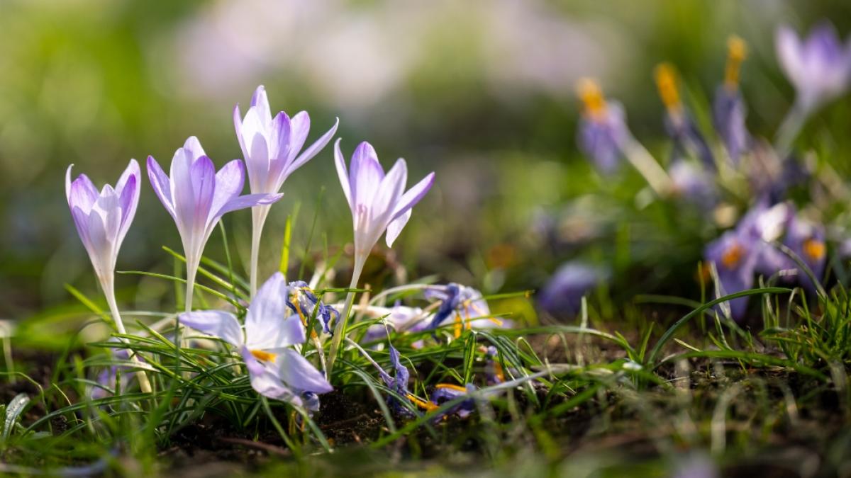 Nach bibberkalten Wintern&auml;chten legt der Fr&uuml;hling los und beschert Deutschland meteorologischen Prognosen zufolge einen Temperatursprung um 30 Grad. (Foto)