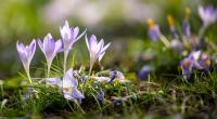 Nach bibberkalten Winternächten legt der Frühling los und beschert Deutschland meteorologischen Prognosen zufolge einen Temperatursprung um 30 Grad.