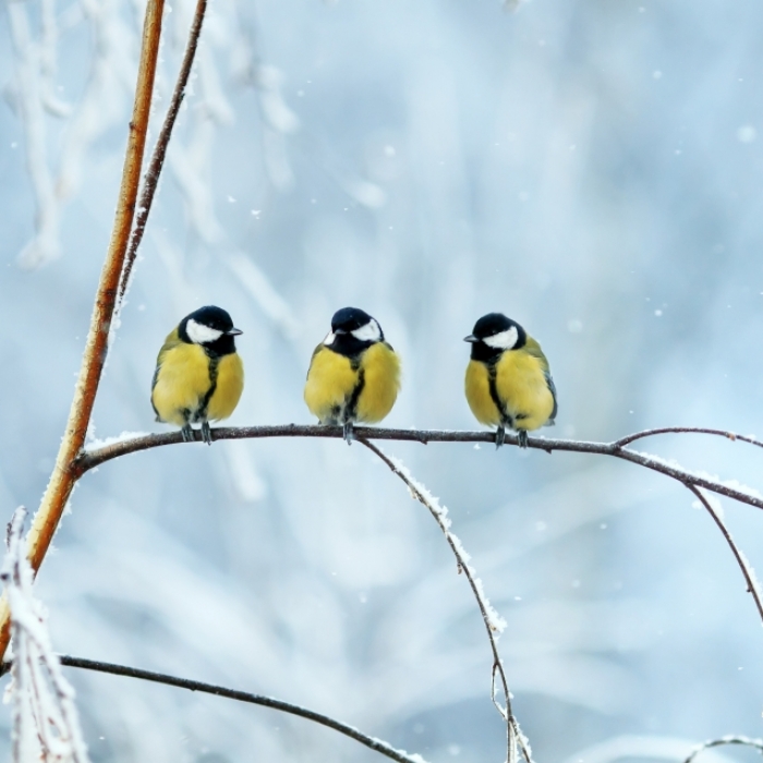 Bis zu 30 Zentimeter! HIER warnt der Wetterdienst vor Schneefall