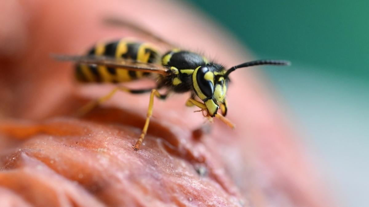 Durch den regnerischen Juli sind die Wespen praktisch ausgehungert - nun brauchen sie dringend Nahrung. (Foto)