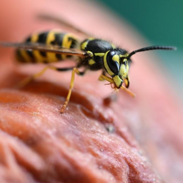 Wespen werden nach Sommer-Comeback besonders angriffslustig