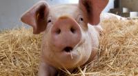 In einem Schweinestall in Russland ist eine 56-Jährige bei lebendigem Leib von hungrigen Tieren gefressen worden (Symbolbild).