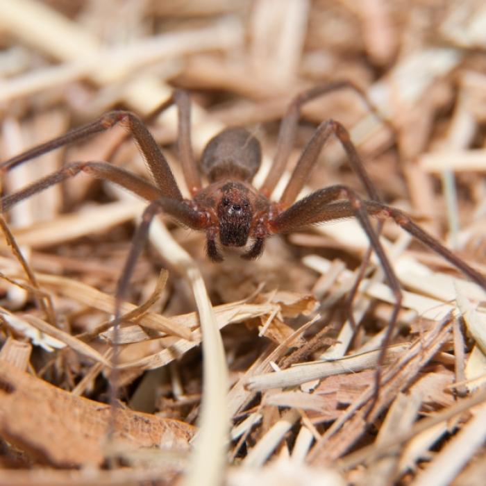 Mann (19) am Strand von Spinne gebissen! Nun verfaulen seine Finger