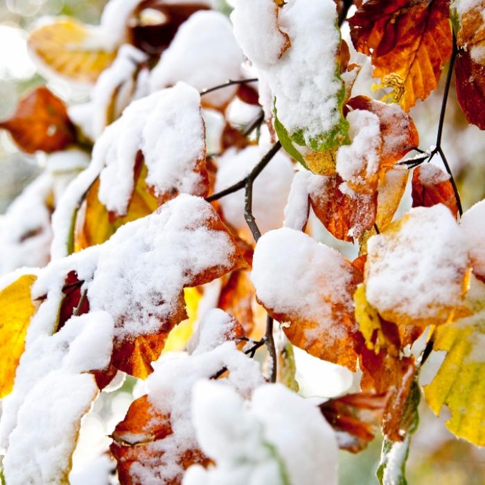 Polarluft räumt Herbstwärme ab - Meteorologen warnen vor 20 Zentimeter Schnee