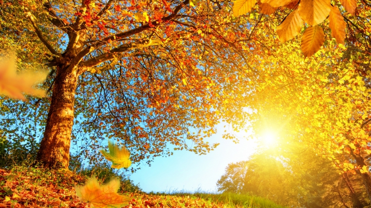 K&ouml;nnen wir uns auf einen goldenen Herbst freuen? (Foto)