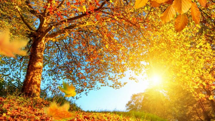 Können wir uns auf einen goldenen Herbst freuen?