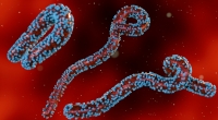 In Tansania staben offenbar acht Menschen nach einer Infektion mit dem Marburg-Virus. (Symbolfoto)