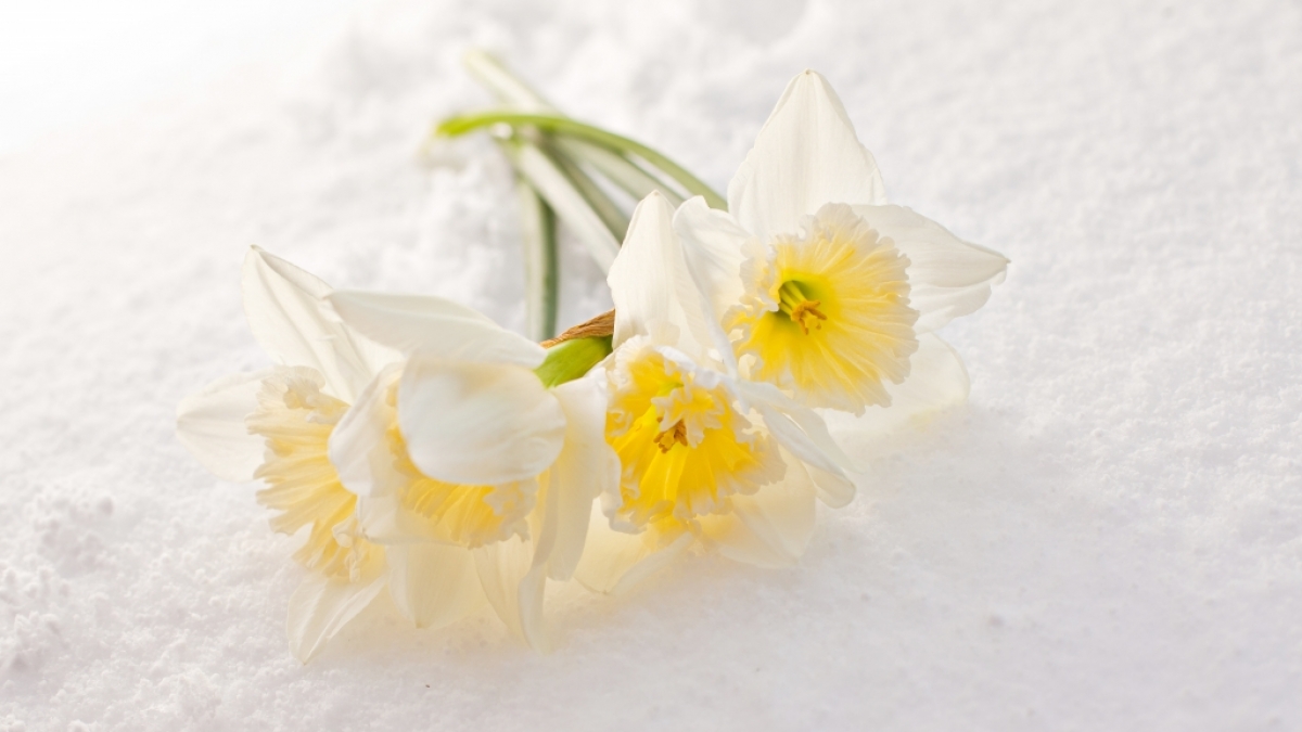 Kehrt der Winter im April zur&uuml;ck? (Foto)