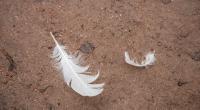WHO-Experten warnen: Der Vogelgrippe-Erreger entwickelt sich schneller als je zuvor – und die Impfstoffentwicklung kommt nicht hinterher.