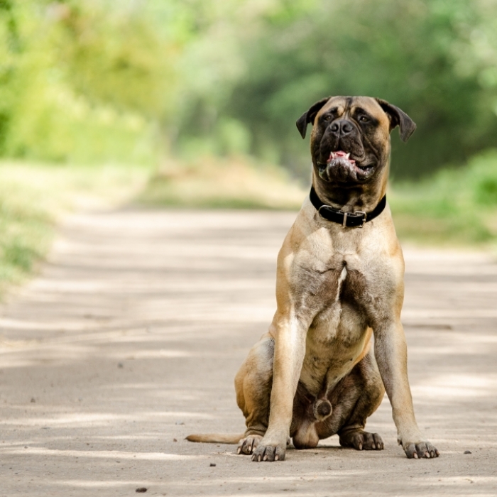 Vor den Augen seiner Kinder! Bulldogge zerfleischt Familienvater (55)