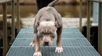 Ein Vierjähriger wurde bei einem Pitbull-Angriff getötet.