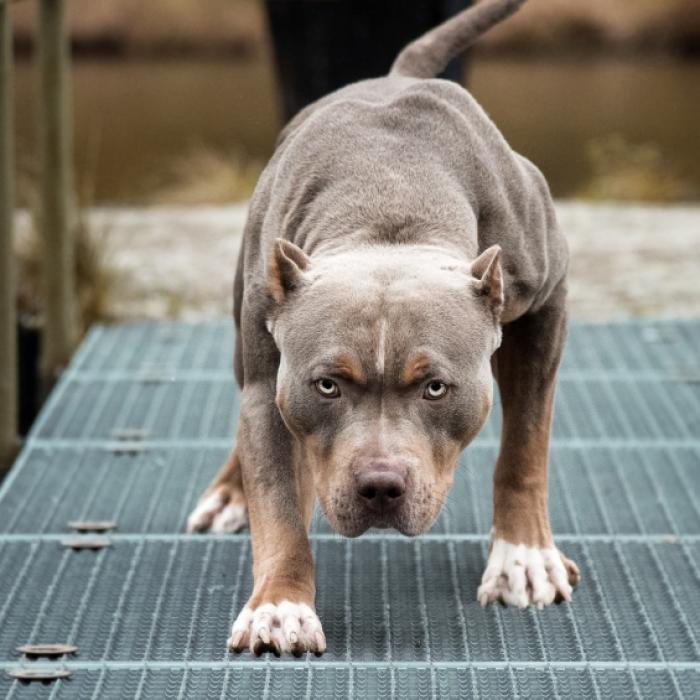 Zerfetzt und zu Tode gebissen! 4-Jähriger stirbt nach Pitbull-Angriff