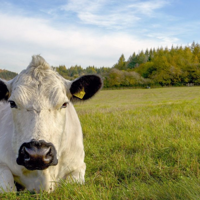 Wiederholung der Tierreihe online und im TV