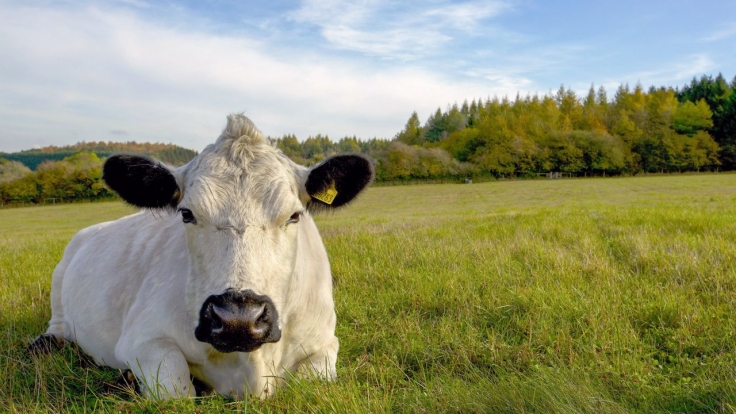 Das Verborgene Leben Der Bauernhoftiere Nochmal Sehen Wiederholung Der Tierreihe Online Und Im Tv News De