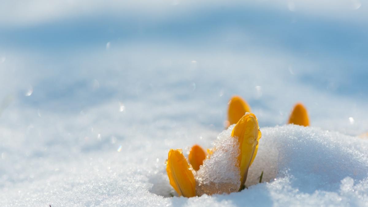 Wird der Fr&uuml;hling eiskalt? (Foto)