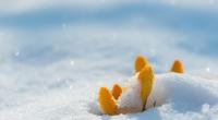 Wird der Frühling eiskalt?