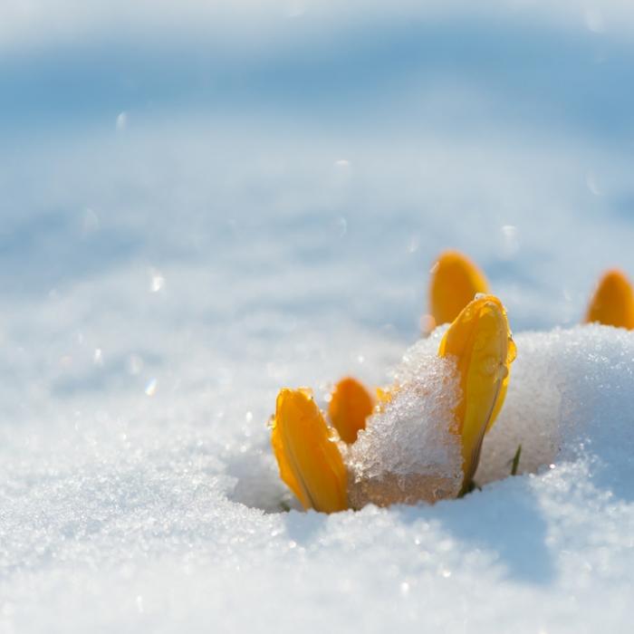Kälte-Horror im Frühling? DAS prophezeit der 100-jährige Kalender