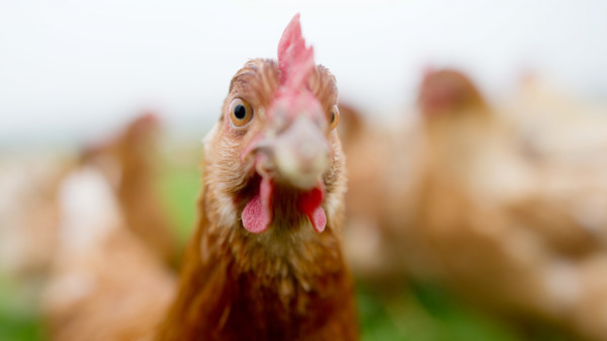 Die meisten Chicken-Nuggets im Handel haben nicht mehr viel mit dem eigentlichen Tier zu tun. (Foto)