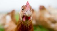 Die meisten Chicken-Nuggets im Handel haben nicht mehr viel mit dem eigentlichen Tier zu tun.