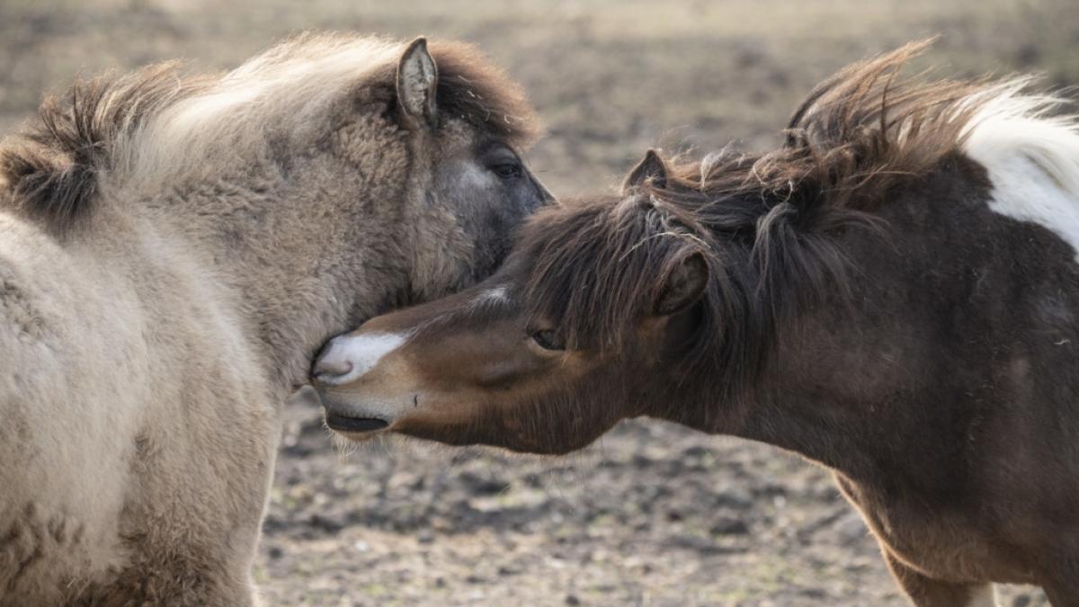 Ein schrecklicher Fall von t&ouml;dlicher Tierqu&auml;lerei besch&auml;ftigt gegenw&auml;rtig die Polizei in Nordrhein-Westfalen (Symbolbild). (Foto)