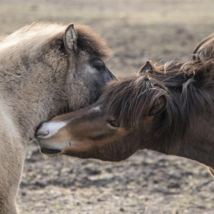 Abartig! Aufgeschlitztes Pferd zum Sterben zurückgelassen